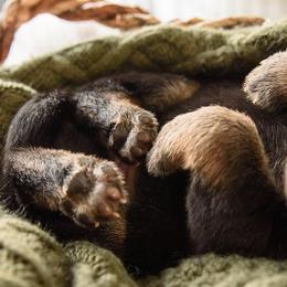 German Shepherd Puppies from Platz German Shepherds