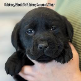 Mickey - Black male Labrador Retriever puppy in Owosso, Michigan from Bennington Retrievers