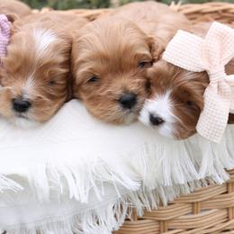 Cavapoo puppies from Little Diamond Doodles