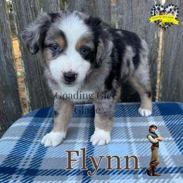Miniature American Shepherd, Miniature Australian Shepherd, and Toy Australian Shepherd Puppies from Goading Glee Glade