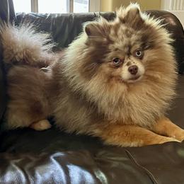 Dad - Pomeranian