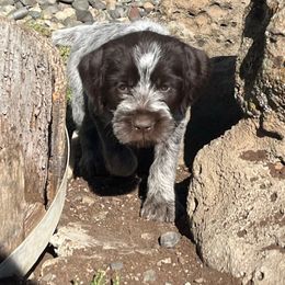 Betty(Annie Oakley) - Brown and gray female Wirehaired Pointing Griffon puppy in Grangeville, Idaho from Happy Hollow Griffons