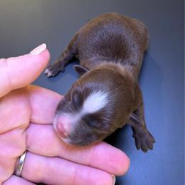 Tiny Girl - Red tri female Miniature Australian Shepherd puppy in Kellerton, Iowa from Ebersole Ranch