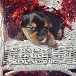 Yorkshire Terrier Puppies from Hip Hoppin Yorkies