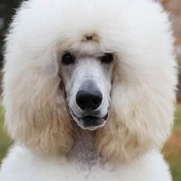 Poodles from Lyrical Lane Poodles