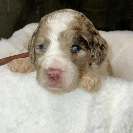 Rose collar - Parti female Goldendoodle puppy in Sanderson, Florida from Serenity Goldendoodles