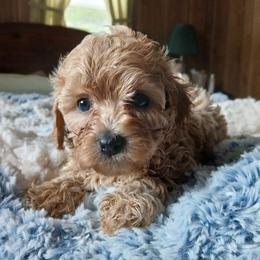 Pansy - Gold female Havapoo puppy in Blanch, North Carolina from Faithful Hearts Kennel