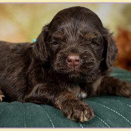 Farquad - Brown and tan male Cockapoo puppy in Connersville, Indiana from Deaz Doodle Ranch