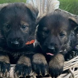 German Shepherds from Vom Ellishaus