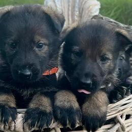 German Shepherds from Vom Ellishaus
