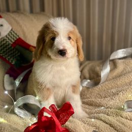 OOGIE BOOGIE - red abstract boy - Red male Bernedoodle puppy in Lookout, California from Remington Kennels, LLC