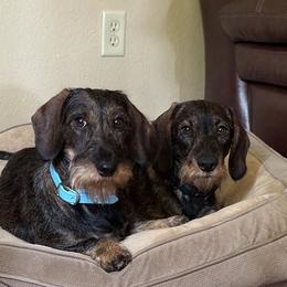Dachshund puppies from McCann Creek