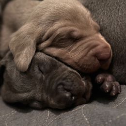 Nova - Blue female Weimaraner puppy in Magee, Mississippi from Southern Magnolia Weimaraners