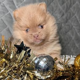 Gingerbread - Cream sable female Pomeranian puppy in Clarksville, Tennessee from Bee Mine Maltipoos and Pomeranians
