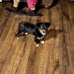 Miniature Australian Shepherd and Toy Australian Shepherd Puppies from Fireside Toy & Mini Aussies