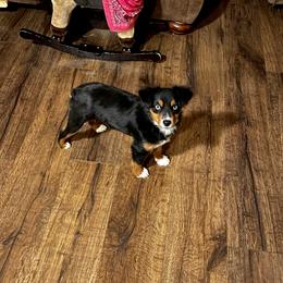 Miniature Australian Shepherd and Toy Australian Shepherd Puppies from Fireside Toy & Mini Aussies