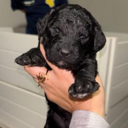 Anthony - Black male Poodle puppy in Picayune, Mississippi from JEN's Poodles