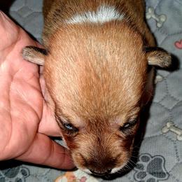 Girl 2 - female Pembroke Welsh Corgi puppy in Kingman, Kansas from Tiny Titans K9