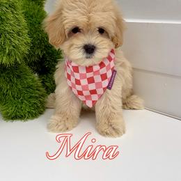 Mira - Apricot female Maltipoo puppy in Buford, Georgia from Petite Posh Puppies