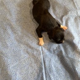 Melbourne - White and black male Bordoodle puppy in Republic, Missouri from Holland Hilltop Farm