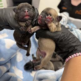 French Bulldog Puppies from Little Loaf Frenchie