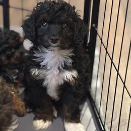 T'challa - Black phantom male Aussiedoodle puppy in Cedar Park, Texas from Lollipups Mini Aussiedoodles