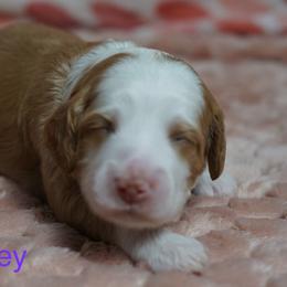 Kasey - Caramel ice male Australian Labradoodle puppy in Fontana, California from Glory Labradoodle’s