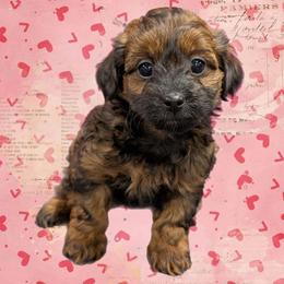 Sparkle - Black and tan female Yorkipoo puppy in Coshocton, Ohio from Forever Family Puppies