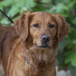 Olive - Golden Retriever