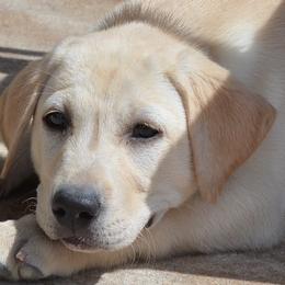 AKC JH Title sired Lyric - Yellow female Labrador Retriever puppy in Spring Creek, Nevada from Badland Kennel