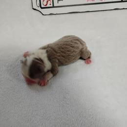 Romeo - Lilac male Boston Terrier puppy in Catawba, North Carolina from Lil Wiggles Boston Terriers