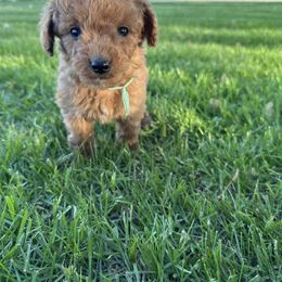 Girl 1- Teal - Red  female Goldendoodle puppy in Luana, Iowa from Country View Bernedoodles and Goldendoodles