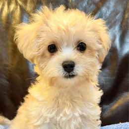 Ollie - Champagne male Maltipoo puppy in Lancaster, South Carolina from 3 Bs Havanese-PUPPIES with  PURPOSE