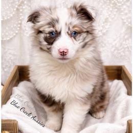 Dancer - Red merle female Australian Shepherd puppy in Albany, Kentucky from Blue Creek Aussies