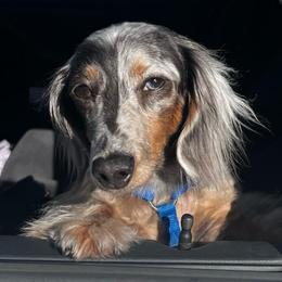 Kona - Dachshund