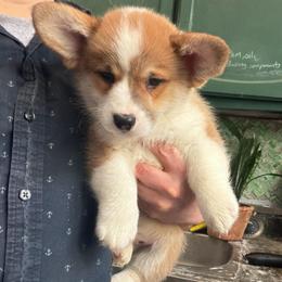 Shimmer La Croix (Forest) - Red male Pembroke Welsh Corgi puppy in New York, New York from Ad Astra NYC