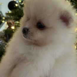 Nugget - Cream parti male Pomeranian puppy in Interlachen, Florida from DK DARLINGS