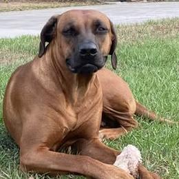 Hope - Rhodesian Ridgeback