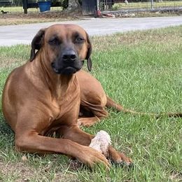 Hope - Rhodesian Ridgeback