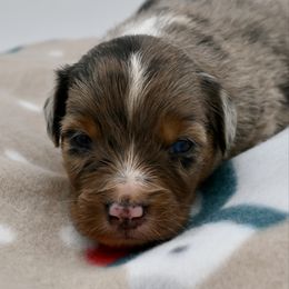 Lord Gillingham - Blue merle male Miniature American Shepherd puppy in Damascus, Oregon from Rebel Soul Minis