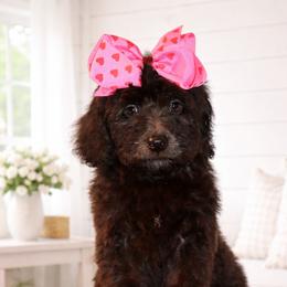 J'Adore - Brown female Bernedoodle puppy in Ohio from Moore Doodles