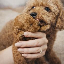 Cinnamon - Cavapoo