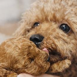 Cinnamon - Cavapoo