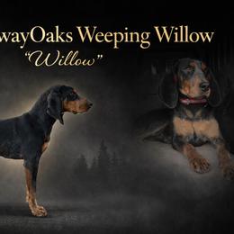Willow - Bluetick Coonhound