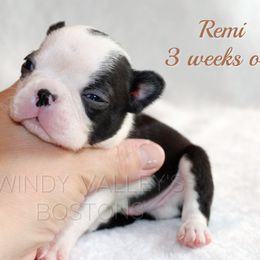 Boy 4 - Black and white male Boston Terrier puppy in North Central, Vermont from Windy Valley’s Bostons