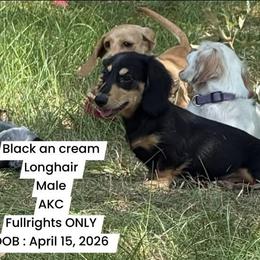Graham AKC  FULLRIGHTS - Black and cream male Dachshund puppy in Huntington, Texas from Wild Briar Dachshunds