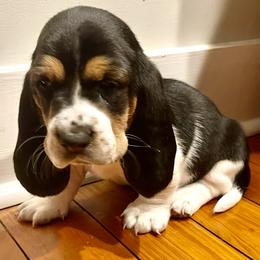 Basset Hound Puppies from Hounds of Fredville