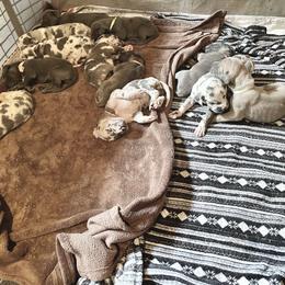 Great Dane Puppies from Starlight Danes