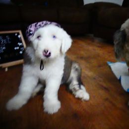 Old English Sheepdog Puppies from Gabriela Moreno's Old English Sheepdogs