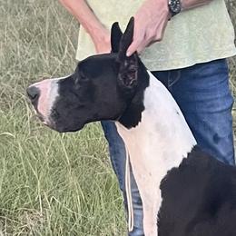 Thelma - Great Dane